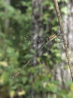 Chalcolestes viridis