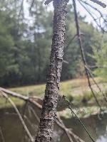 Chalcolestes viridis