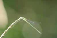 Chalcolestes viridis