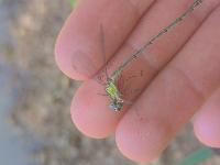 Chalcolestes viridis