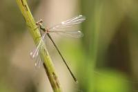 Chalcolestes viridis