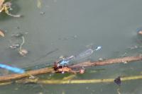 Erythromma viridulum