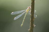Chalcolestes viridis
