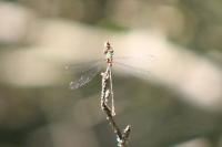 Chalcolestes viridis