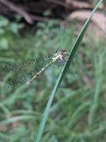 Chalcolestes viridis