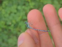 Platycnemis pennipes