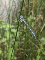 Platycnemis pennipes