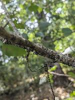 Chalcolestes viridis