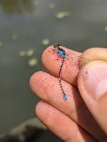 Erythromma viridulum