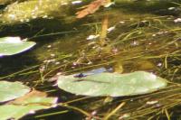 Erythromma viridulum