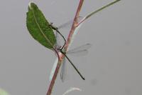 Chalcolestes viridis