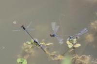 Erythromma viridulum
