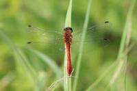 Sympetrum sanguineum