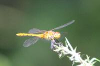 Sympetrum sanguineum