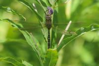 Aeshna juncea