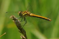 Sympetrum danae