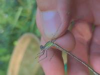 Chalcolestes viridis