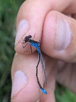Erythromma viridulum