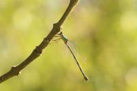 Chalcolestes viridis