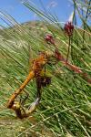 Sympetrum flaveolum