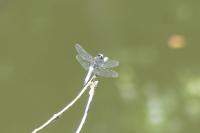 Libellula fulva