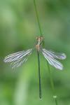 Chalcolestes viridis