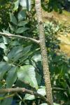 Chalcolestes viridis