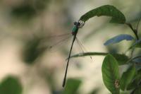 Chalcolestes viridis