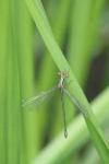 Chalcolestes viridis