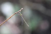 Chalcolestes viridis