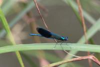 Calopteryx splendens