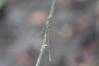 Chalcolestes viridis