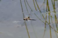 Libellula quadrimaculata