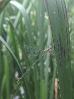 Chalcolestes viridis