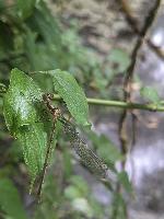 Chalcolestes viridis