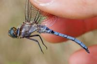 Orthetrum coerulescens