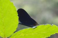 Calopteryx virgo meridionalis