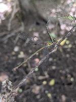 Chalcolestes viridis