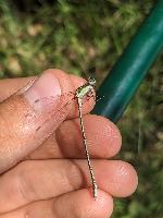 Chalcolestes viridis