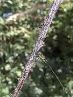 Chalcolestes viridis