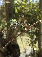 Chalcolestes viridis