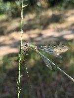 Chalcolestes viridis