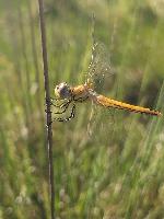 Sympetrum fonscolombii