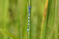 Coenagrion mercuriale