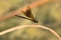 Calopteryx haemorrhoidalis