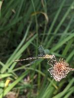 Chalcolestes viridis