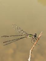Chalcolestes viridis
