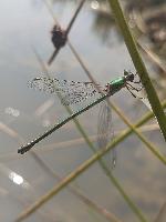 Chalcolestes viridis