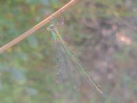 Chalcolestes viridis