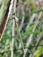 Chalcolestes viridis